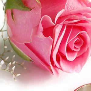 Meet your Posher, Scherry